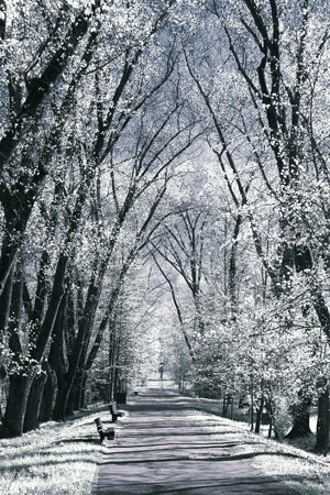 Photo of summer landscape shot in the IR spectrumの写真素材