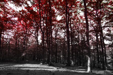 autumn in the park. gold-covered treesの写真素材