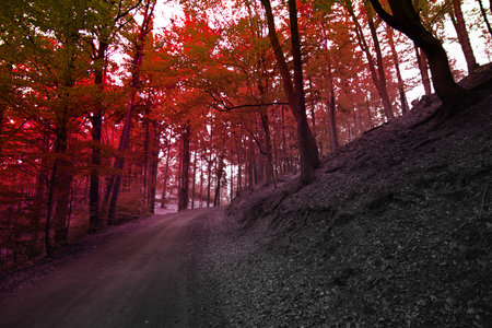 autumn in the park. gold-covered treesの写真素材