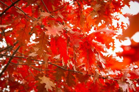 autumn in the park. gold-covered treesの写真素材
