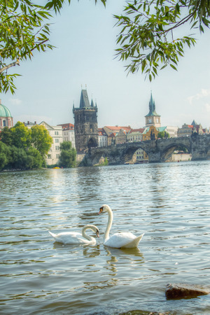 Swan in Prague. birds swimming in the river near the Charles Bridge.のeditorial素材