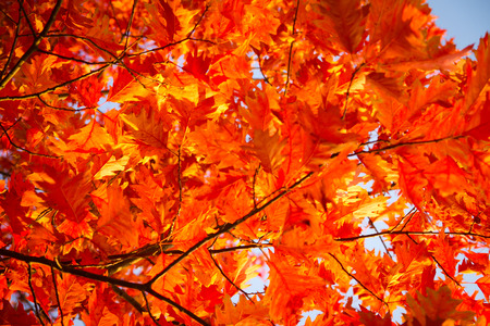 autumn in the park. gold-covered treesの写真素材