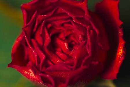 rose with water drops close upの写真素材