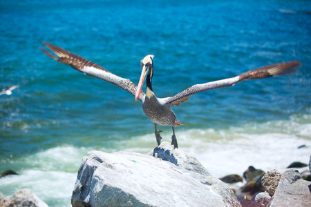 pelican . bird living on the ocean. Americaの写真素材