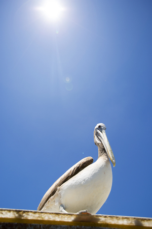 pelican . bird living on the ocean. Americaの写真素材