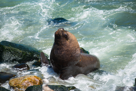 South American fur seals on the coast of Chileの写真素材