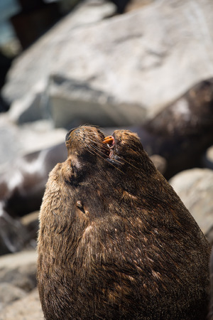 South American fur seals on the coast of Chileの写真素材
