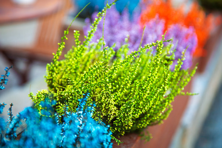 in pots outside grows and blooms colorful lavenderの写真素材
