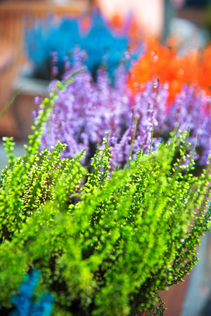 in pots outside grows and blooms colorful lavenderの写真素材