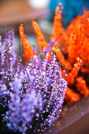 in pots outside grows and blooms colorful lavenderの写真素材
