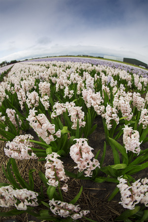 Hyacinth. Beautiful colorful pink, white, yellow and blue hyacinth flowers in spring garden, vibrant floral background, flower fields in Netherlands.の写真素材