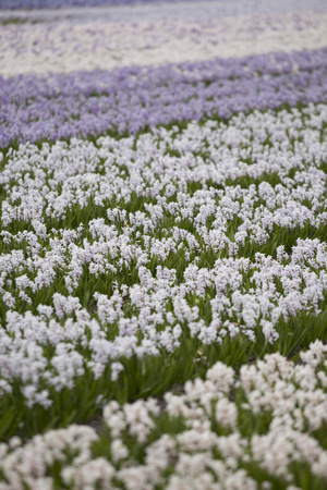 Hyacinth. Beautiful colorful pink, white, yellow and blue hyacinth flowers in spring garden, vibrant floral background, flower fields in Netherlands.の写真素材