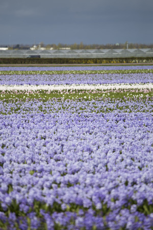 Hyacinth. Beautiful colorful pink, white, yellow and blue hyacinth flowers in spring garden, vibrant floral background, flower fields in Netherlands.の写真素材