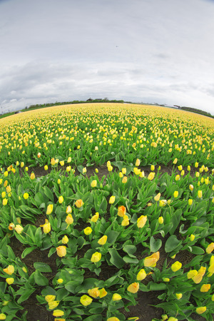 Rows of yellow tulips in Dutch countrysideの写真素材
