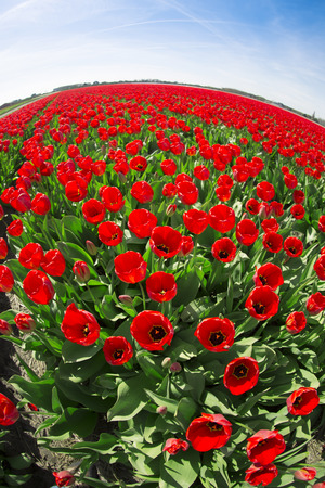field with red tulips in the netherlandsの写真素材