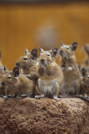 rodent degu walk with his fellowの写真素材