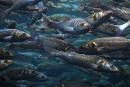 Fish school shoal in blue ocean underwater (Barracudas)