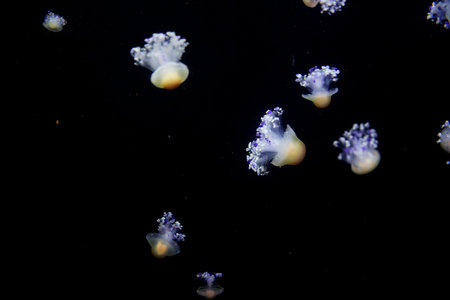 Glowing Blue Jellyfishes. Jellyfish or Jellies Are the Major Non-Polyp Form.