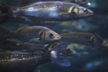 Fish school shoal in blue ocean underwater (Barracudas)の写真素材