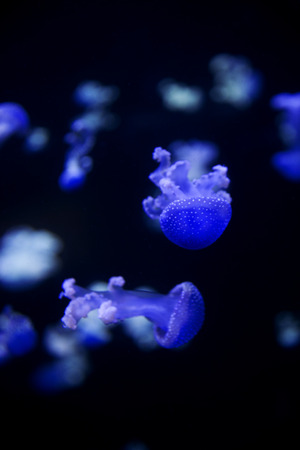 Glowing Blue Jellyfishes. Jellyfish or Jellies Are the Major Non-Polyp Form.の写真素材