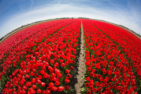 field with red tulips in the netherlandsの写真素材