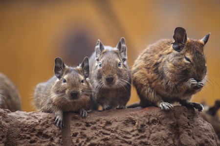 rodent degu walk with his fellowの写真素材