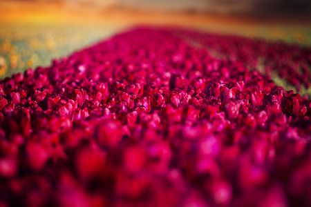 field with red tulips in the netherlandsの写真素材