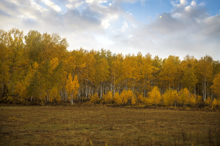 autumn. Birch Field. Baikal forest. Russiaの写真素材