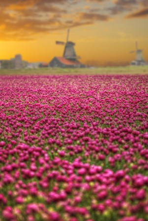 Windmill with tulip field in Hollandの写真素材