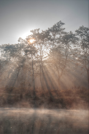 Chitwan National Park. The park is 932 sq. km, is mainly covered by jungle.の写真素材