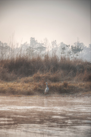 Chitwan National Park. The park is 932 sq. km, is mainly covered by jungle.の写真素材