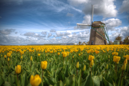 Windmill with tulip field in Hollandの写真素材