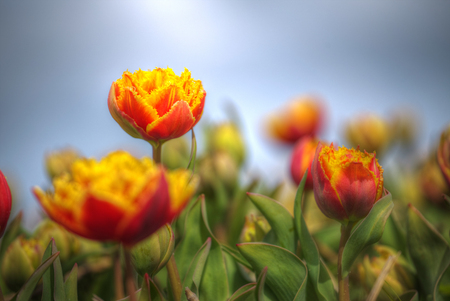 yellow-red field of tulips growing in the springの写真素材