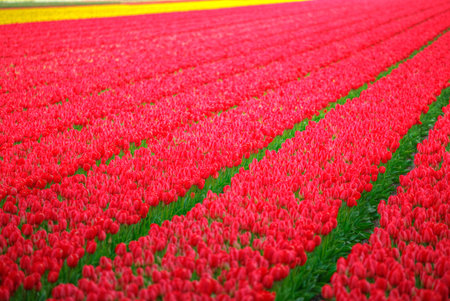 field with red tulips in the netherlandsの写真素材