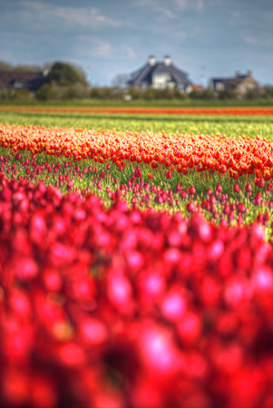 pink, red and orange tulip field in North Holland during springの写真素材