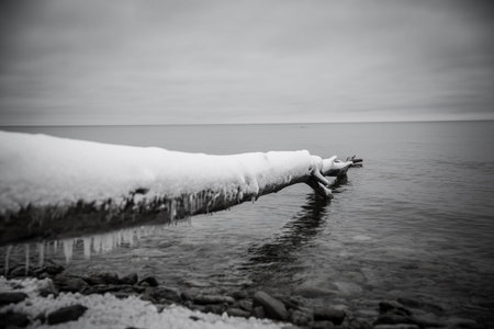 winter Baltic sea stones and a tree in the water frozen. monochrome pictureの写真素材