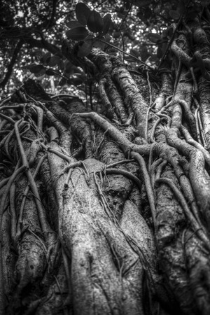 Indian banyan tree roots intertwined with each other. Black and white photographyの写真素材