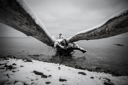 winter Baltic sea stones and a tree in the water frozen. monochrome pictureの写真素材