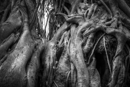 Indian banyan tree roots intertwined with each other. Black and white photographyの写真素材