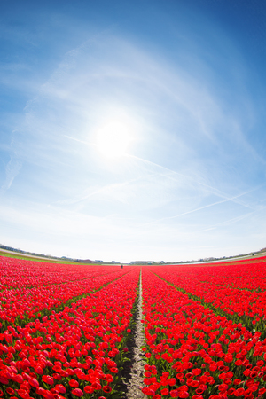 field with red tulips in the netherlandsの写真素材