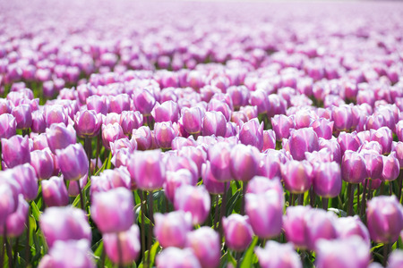 purple tulip fields are growing every year in the Netherlandsの写真素材