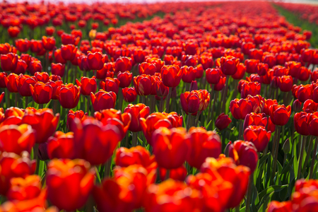 field with red tulips in the netherlandsの写真素材