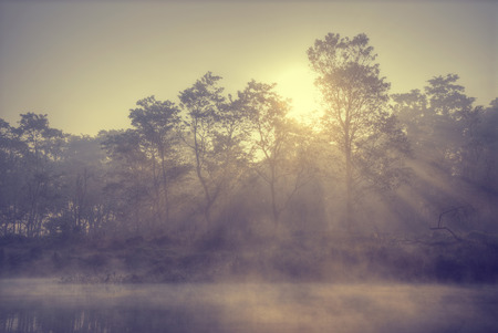 Chitwan National Park.  is mainly covered by jungle.の写真素材