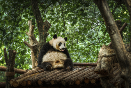 Big panda sitting in a bamboo forestの写真素材
