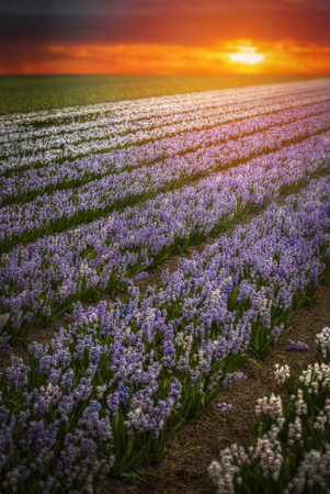 Field of hyacinths in the Netherlands, near Amsterdamの写真素材