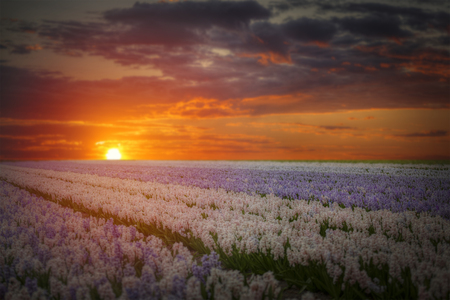 Field of hyacinths in the Netherlands, near Amsterdamの写真素材