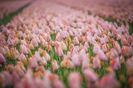 Beautiful bouquet of pink Tulips in Spring Flora Natural Concept fieldの写真素材