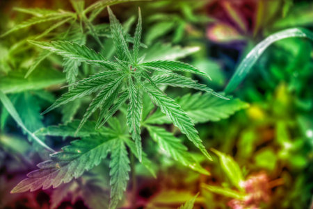 fields of industrial marijuana in Estonia. Europe.の写真素材