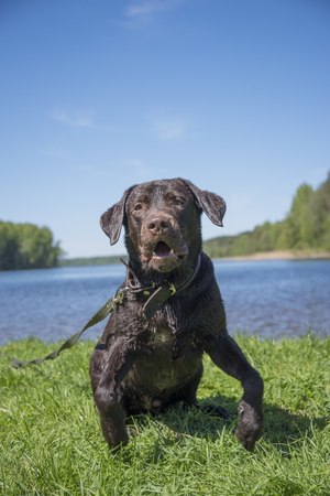 chocolate labrador wet on nature near the river and forestの写真素材