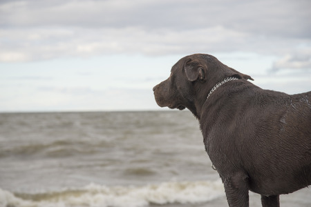 Labrador looks at the sea and wavesの写真素材